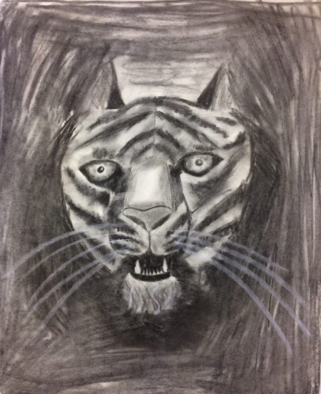 tiger
